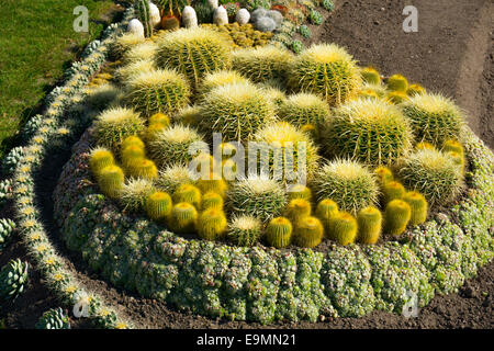 Il giardino dei Cactus nel parco pubblico, Norrkobing, Svezia, sotto stabilimento Foto Stock