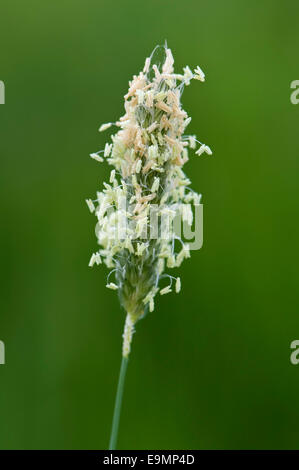 Testa di fioritura di coda di volpe, Alopecurus pratensis con filamenti maschio e stami Foto Stock