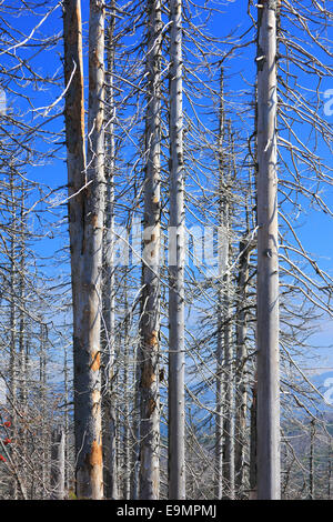 Morendo foreste nella Foresta Bavarese Foto Stock