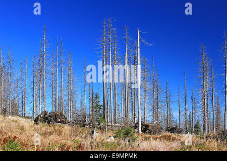 Morendo foreste nella Foresta Bavarese Foto Stock