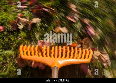 Motion Blur sul prato arancione foglie rake Foto Stock