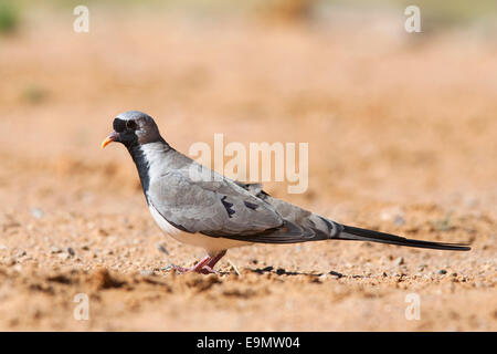 Namaqua colomba, Oena capensis, Witsand riserva naturale, Northern Cape, Sud Africa Foto Stock
