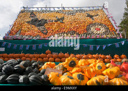 Visualizzazione di zucca zucca varietà Slindon, Agriturismo, West Sussex Foto Stock