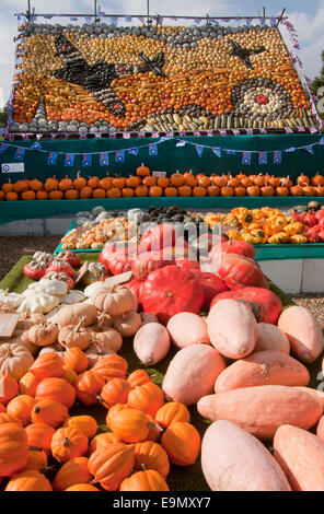 Visualizzazione di zucca zucca varietà Slindon, Agriturismo, West Sussex Foto Stock