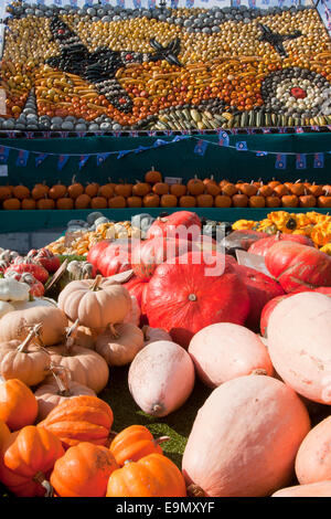 Visualizzazione di zucca zucca varietà Slindon, Agriturismo, West Sussex Foto Stock