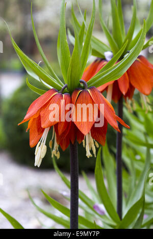 Fritillaria imperialis Foto Stock