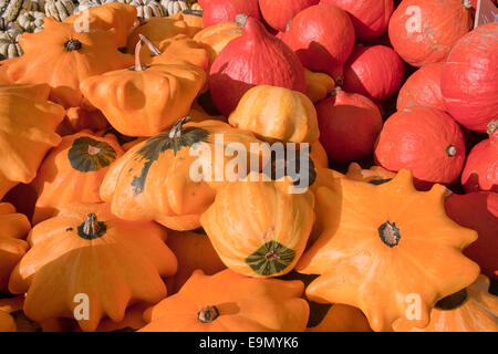 Kuri uchi onion squash & Flying Saucer crema pasticcera midollo, REGNO UNITO Foto Stock