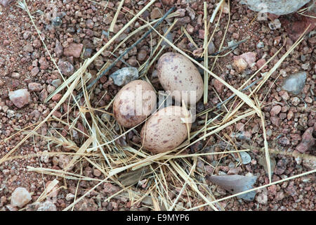 Namaqua sandgrouse, Pterocles namaqua, uova nel nido, regione di Kunene, Namibia Foto Stock