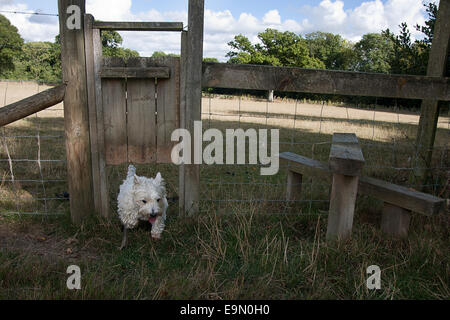 West Highland White Terrier proveniente attraverso il cane stile Foto Stock