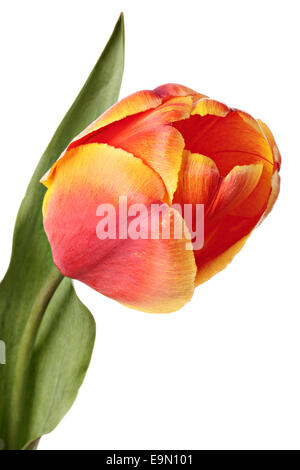 Unico rosso-giallo tulip flower isolato su uno sfondo bianco. Foto Stock