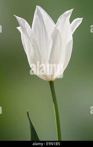 tulipano Foto Stock