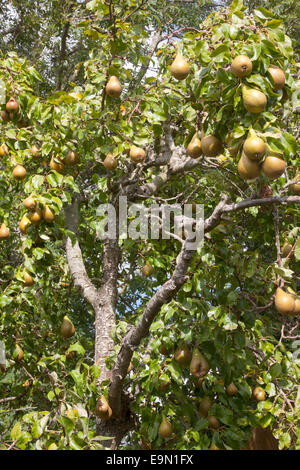 Cresciuto in casa conferenza pera (Pyrus communis), Inghilterra Foto Stock