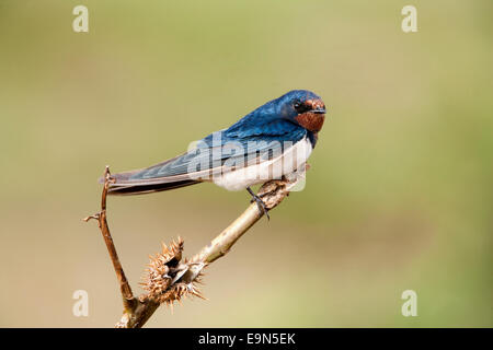 Fienile (europeo) swallow, Hirundo rustica, Ithala Game Reserve, Kwazulu Natal, Sud Africa Foto Stock
