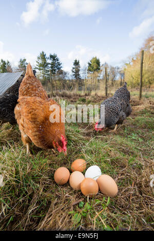 Free range Rhode Island red e Maran galline con uova. Foto Stock