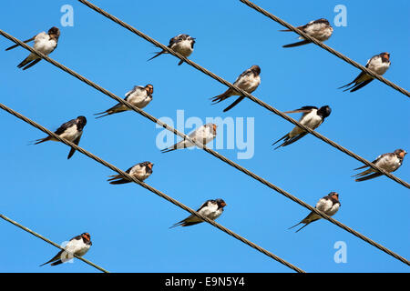 Fienile (europeo) rondini, Hirundo rustica, sul filo, Overberg, Western Cape, Sud Africa Foto Stock