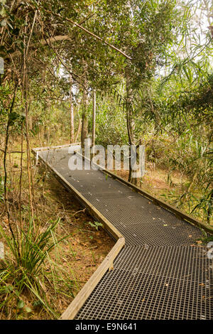 Passerella rialzata attraverso la foresta in NSW Foto Stock