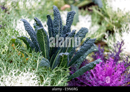 Brassica oleracea ornamentali in foglie di cavolo Foto Stock