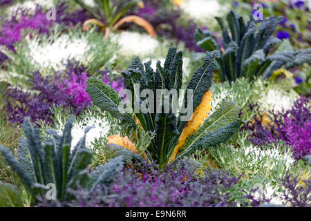 Cavolo ornamentale Nero di Toscana, kale Foto Stock