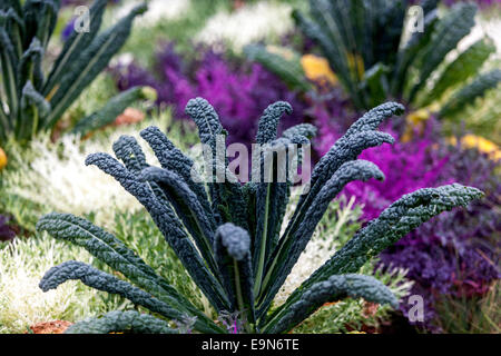 Brassica oleracea palmifolia Ornamental Cabbage Kale giardino foglie Foto Stock