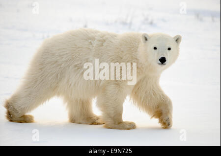 Orso polare (Ursus maritimus) del primo anno di cub, Churchill, Manitoba, Canada Foto Stock