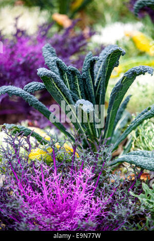 Foglie di Cabbages ornamentali Foto Stock