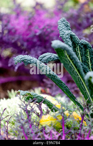 Brassica oleracea Ornamental cavolo foglie invernali nel letto Kale crescente Foto Stock