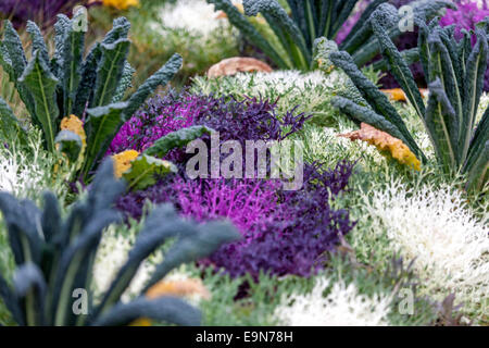 Brassica oleracea ornamentali in foglie di cavolo Foto Stock