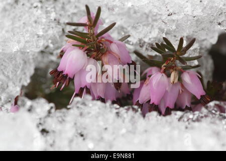 La molla heath nella neve Foto Stock