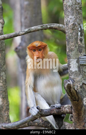 Proboscide monkey Foto Stock