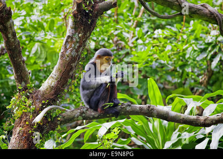 Rosso-shanked Douc Foto Stock