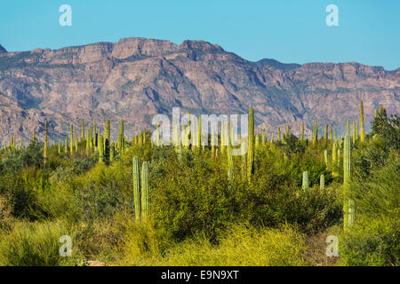 Cactus in Messico Foto Stock