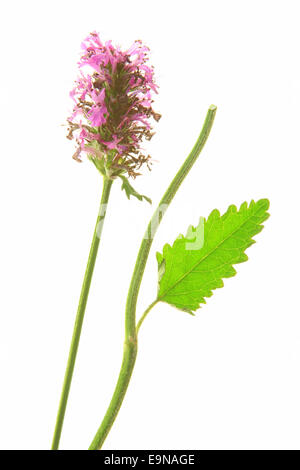 Legno Betony (Stachys officinalis) Foto Stock