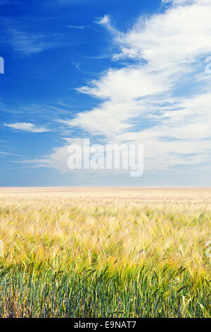 Colpo di un campo arabile sotto il cielo blu Foto Stock