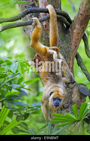 Mantled scimmia urlatrice Foto Stock