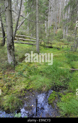 Soederasen Foto Stock