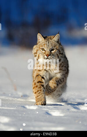 Bobcat (Lynx rufus)- captive Baby, primo inverno. , Bozeman, Montana, USA Foto Stock