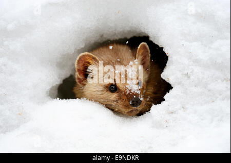 Pino/American Marten (Martes americana)- captive in habitat invernale, Bozeman, Montana, USA Foto Stock