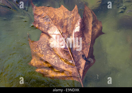 Congelati autunno-foglie Foto Stock