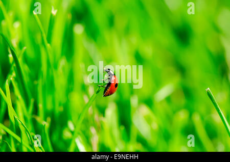 Ladybird bug su sfondo verde Foto Stock