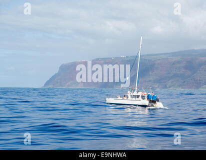 Ocean Yachts crociera avvistamento balene Foto Stock