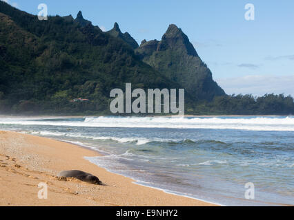 Foca monaca su gallerie spiaggia Kauai Foto Stock