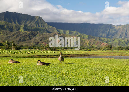 Nene oche in Valle di Hanalei su Kauai Foto Stock