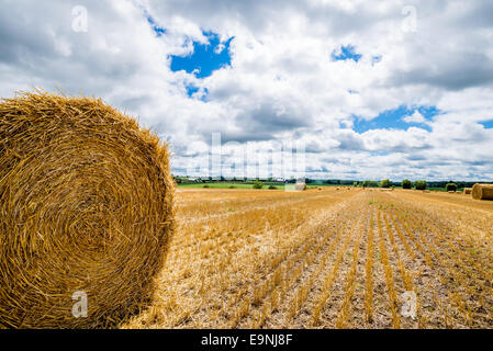 Una chiusura di una balla di fieno in un campo di raccolta in Uxbridge Ontario in Canada. Foto Stock