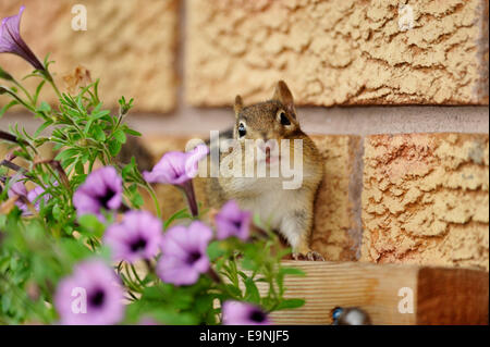 Scoiattolo striado orientale (Tamias striatus) Salendo un muro di mattoni, maggiore Sudbury , Ontario, Canada Foto Stock