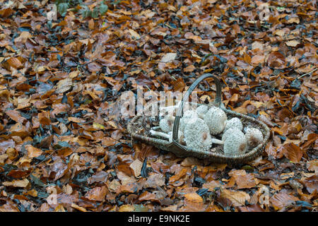 Macrolepiota procera. Cesto in Vimini pieno di foraged Parasol funghi in un bosco inglese Foto Stock