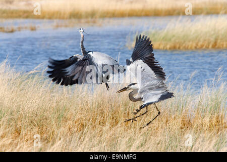 Airone cenerino, Ardea cinerea, combattimento, il Parco Nazionale di Etosha, Africa Foto Stock