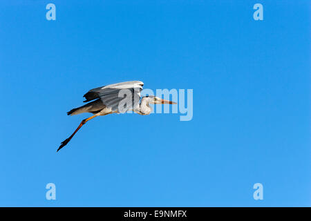 Airone cenerino, Ardea cinerea in volo, il Parco Nazionale di Etosha, Africa Foto Stock