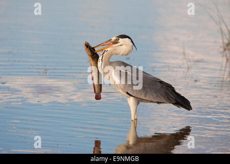 Airone cenerino, Ardea cinerea, con pesce, Foto Stock