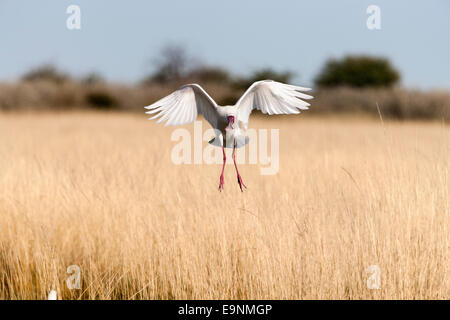 Platalea alba, platalea alba, lo sbarco, il Parco Nazionale di Etosha, Namibia, Africa Foto Stock