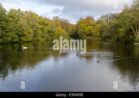 Anatre nuotare sulle violazioni Piscina al Parco Leasowes, Halesowen in autunno Foto Stock